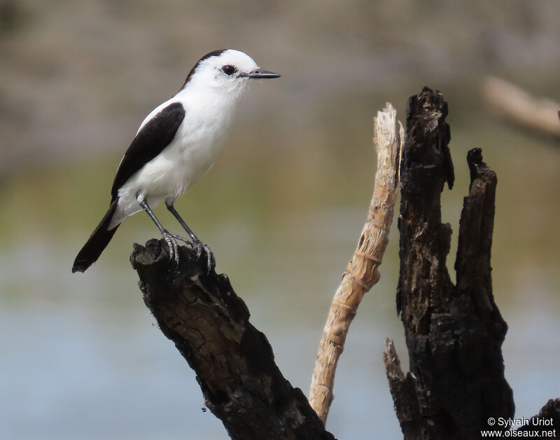 Pied Water Tyrantadult