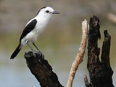 Pied Water Tyrant