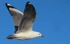 Mouette à tête grise