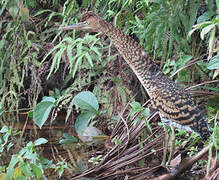 Rufescent Tiger Heron