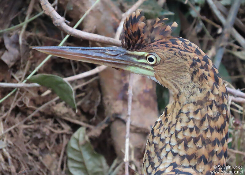 Rufescent Tiger Heronjuvenile