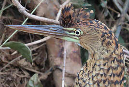 Rufescent Tiger Heron