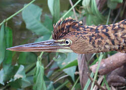 Rufescent Tiger Heron