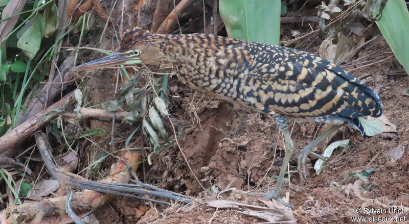 Rufescent Tiger Heronjuvenile