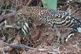 Rufescent Tiger Heron