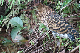 Rufescent Tiger Heron