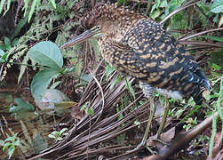 Rufescent Tiger Heron