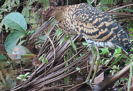 Rufescent Tiger Heron