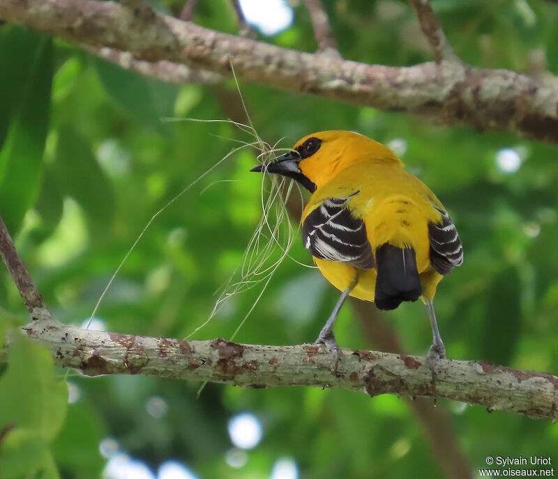 Oriole jauneadulte