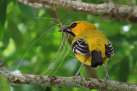 Yellow Oriole