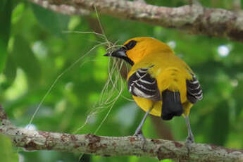 Oriole jaune