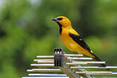 Oriole jaune