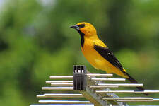 Oriole jaune