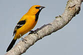 Oriole jaune