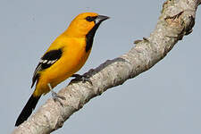 Oriole jaune