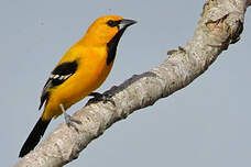 Oriole jaune