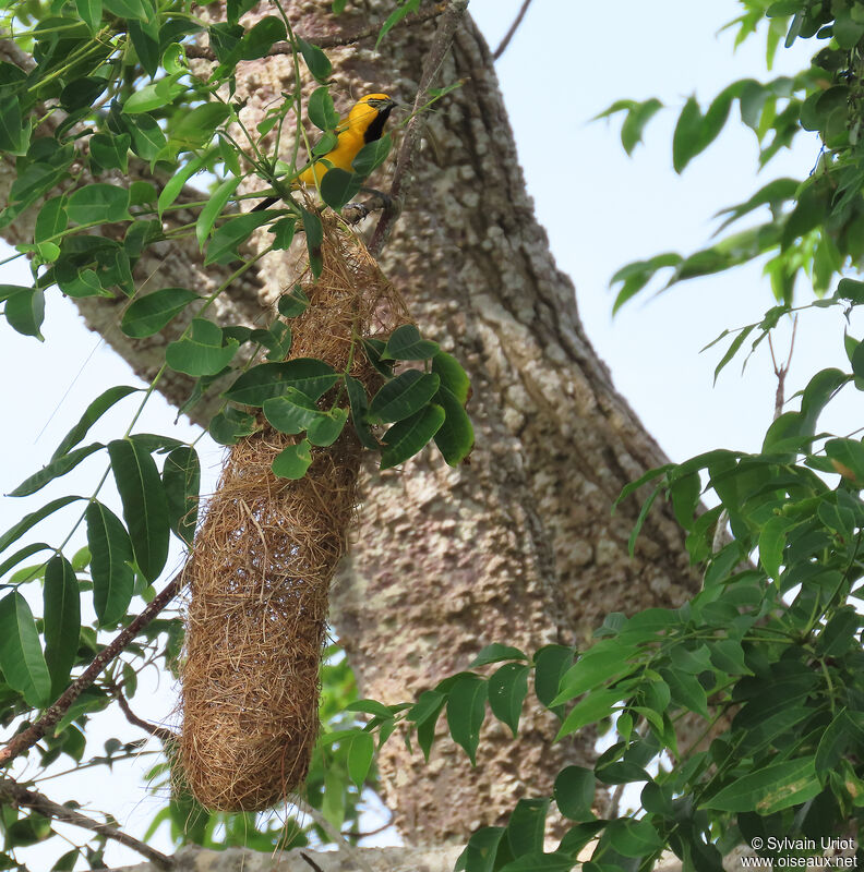 Yellow Orioleadult, Reproduction-nesting