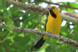 Yellow Oriole