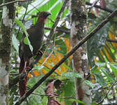 Ortalide motmot