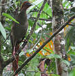 Ortalide motmot