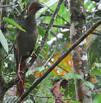 Ortalide motmot