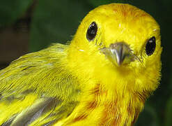 American Yellow Warbler