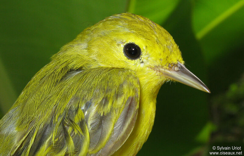 Paruline jaune femelle adulte