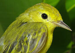 American Yellow Warbler