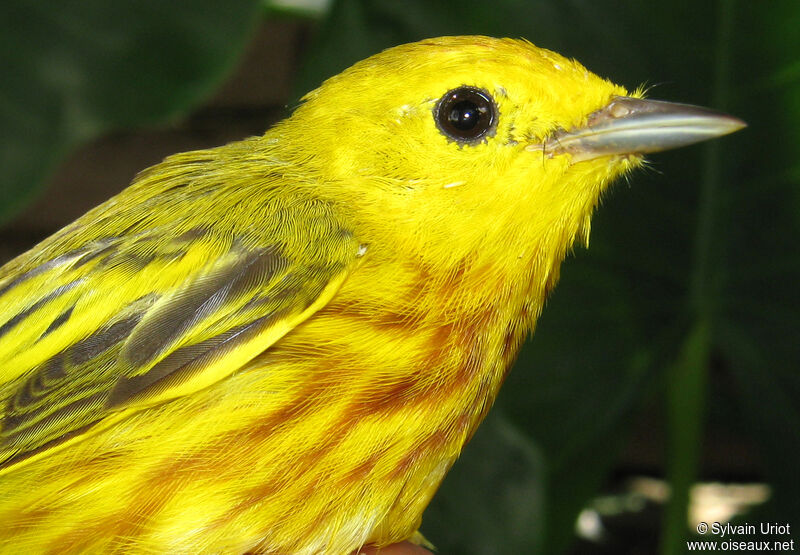 Paruline jaune mâle adulte