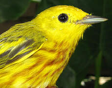 American Yellow Warbler