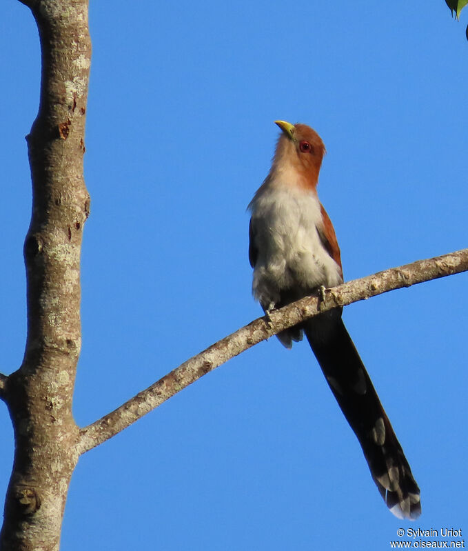 Piaye écureuiladulte