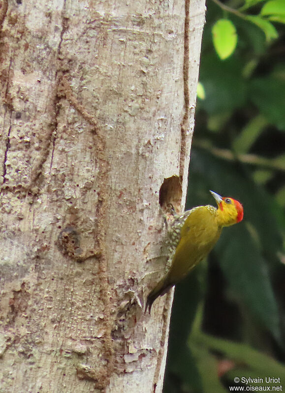 Yellow-throated Woodpecker male adult