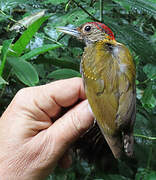 Golden-collared Woodpecker