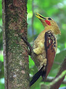 Cream-colored Woodpecker