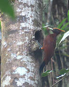 Chestnut Woodpecker