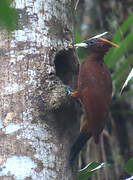 Chestnut Woodpecker