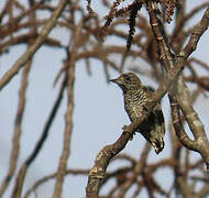 White-barred Piculet