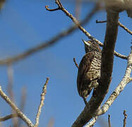 White-barred Piculet