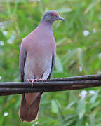 Pale-vented Pigeon