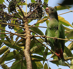 Pione à tête bleue