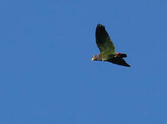 Blue-headed Parrot