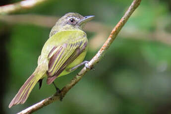 Platyrhynque jaune-olive