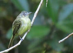 Platyrhynque jaune-olive