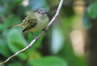 Platyrhynque jaune-olive