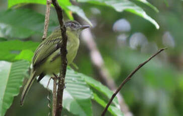 Platyrhynque jaune-olive