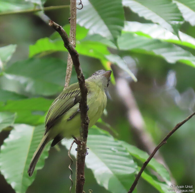 Yellow-olive Flatbilladult