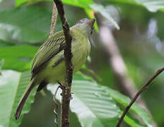 Yellow-olive Flatbill