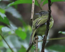 Yellow-olive Flatbill