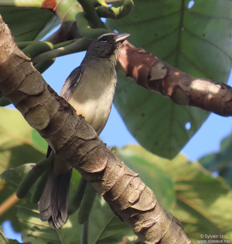 Olive-grey Saltatoradult