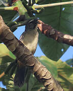 Olive-grey Saltator